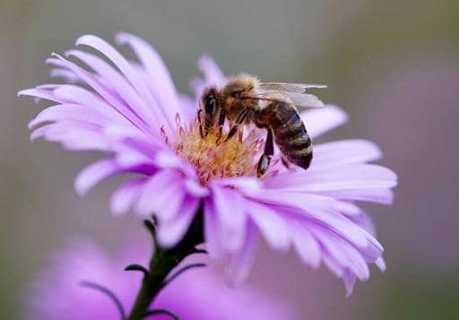 Wasp in purple flower